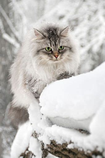 Winter Animal Cognizance Feral Cats Cute Animals Cute Cats