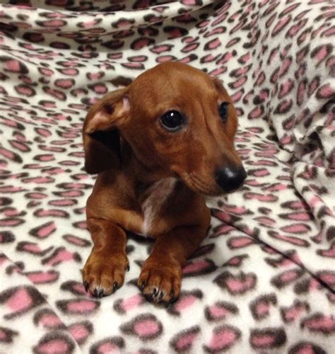 Dachshund. Miniature dachshund. Cute. Adorable. #dachshund puppy. | Dachshund, Dachshund puppies ...