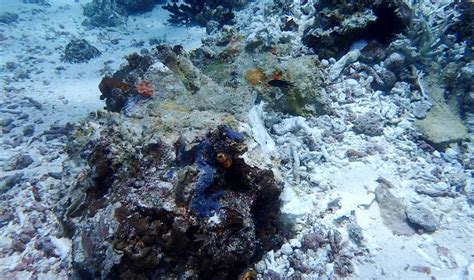 Terumbu karang tersebut ditemukan saat sekelompok ilmuwan tengah menjalankan misi pemetaan tiga dimensi dasar laut di area itu. Terumbu Karang Raja Ampat yang Rusak Tak Cuma 1.600 Tapi ...