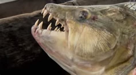 5 Scariest Freshwater Fish That Can Kill You Some