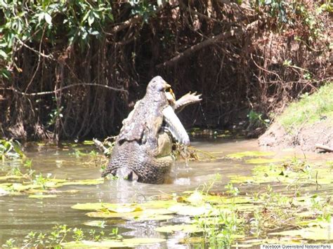 Crocodiles Dramatic Fight To Each Eat Other Captured In Amazing Photos