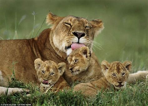 Lioness And Her 3 Lion Cubs Cute Baby Animals Baby Animals Cute Animals