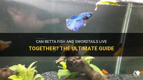 Can Betta Fish And Swordtails Live Together The Ultimate Guide Petshun