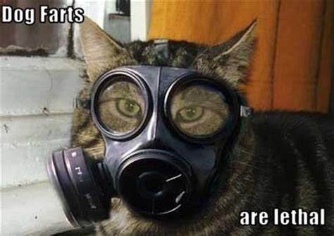 Cat In Gas Mask Funny Animals Dog Farts Funny Cat Captions