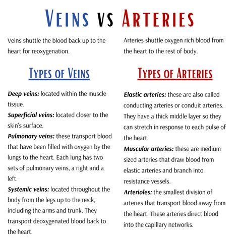 Arteries And Veins Differences