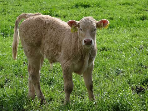 Free Images Nature Grass Field Farm Meadow Prairie Countryside