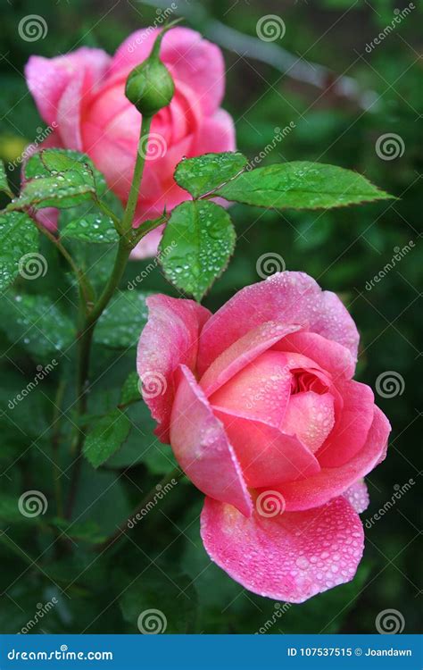 Perfect Pink English Rose Buds And Blossoms Glow In A Spring Garden