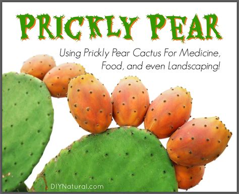 See this video and more in the following playlists: Prickly Pear: How to Use This Cactus For Food and Landscaping