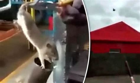 Shocking Facebook Video Shows Rat Being Launched From Pipe Like A