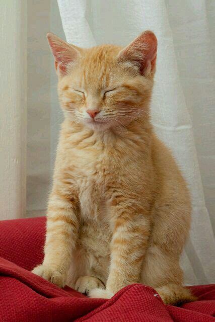 1054 Best Images About Ginger Kittens On Pinterest