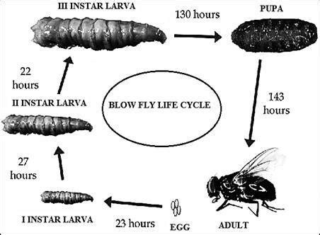 Blow Fly Life Cycle Sarcophagidae Flesh Flies Flesh Flies Are Download Scientific Diagram