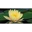 Cropped Golden Lotus Flower 11jpg – Lakshmilaya