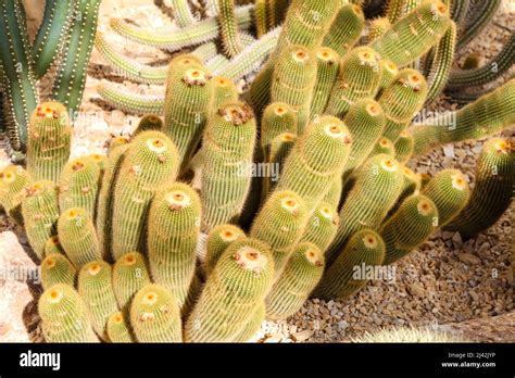 Lemongolden Ball Cactus Parodia Leninghausii Rhs Garden Wisley