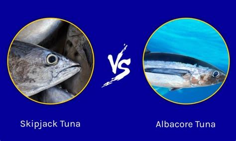 Skipjack Tuna Vs Albacore Tuna 6 Key Differences A Z Animals
