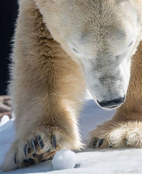 Snow Day For A Polar Bear Ursus Maritimus At The San Diego Zoo Snow