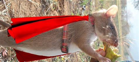 You Wont Believe How This Badass Rodent Is Saving Lives