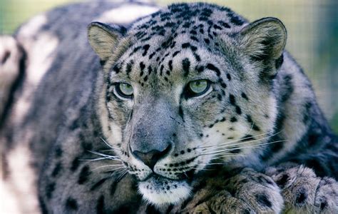 Leopard Images · Pixabay · Download Free Pictures