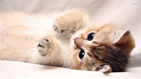 Beautiful Kitten Wallpapers On Wallpaperdog