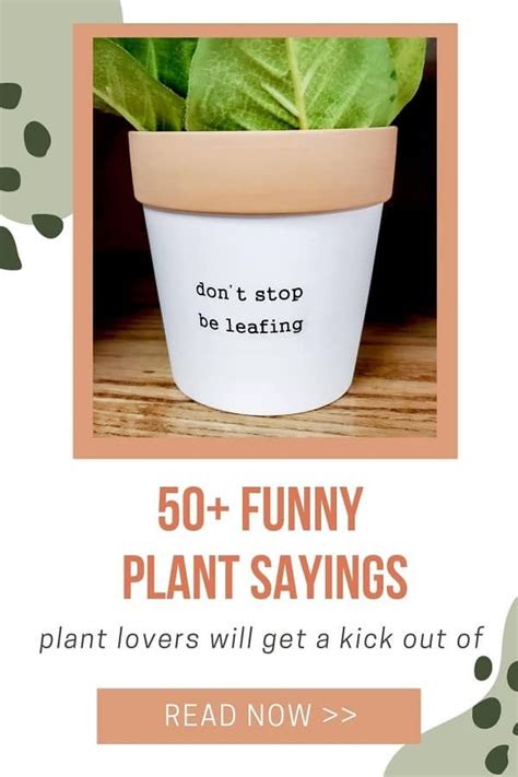 50 Cute And Funny Plant Sayings For Every Occasion Plantiful Interiors