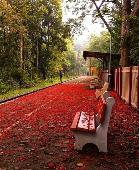 A Railway Station In Kerala India Gets Carpeted With Gulmohar Blossoms