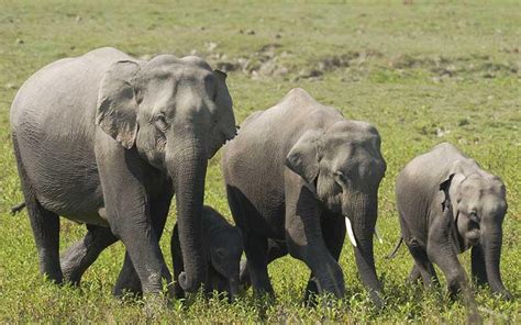 Elefante Características Hábitat Alimentación Y Reproducción