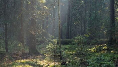 Los Bosques Templados Definición Ubicación Clima Animales Y Plantas