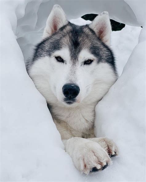 15 Amazing Facts About Siberian Husky Dogs You Might Not Know Page 3