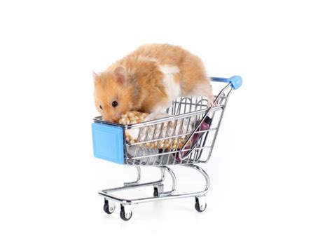 Syrian Hamster Stock Photos Pictures And Royalty Free Images Istock