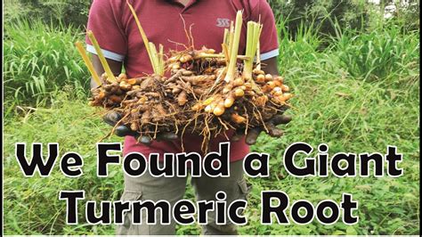 We Found A Giant Turmeric Root On Abandoned Land YouTube