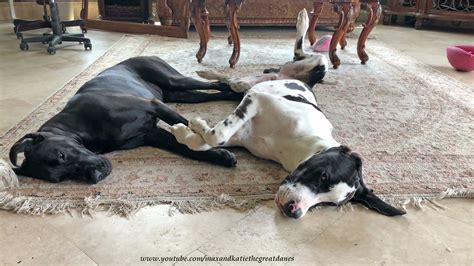 Great Dane And Puppy Love To Cuddle Up Together