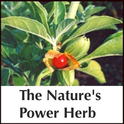 Ashwagandha The Natures Power Herb Medicinal Herbs Herbs Herbalism