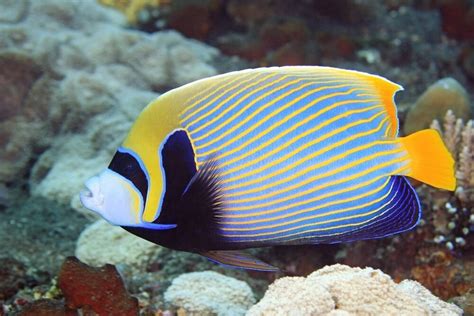 Angelfish