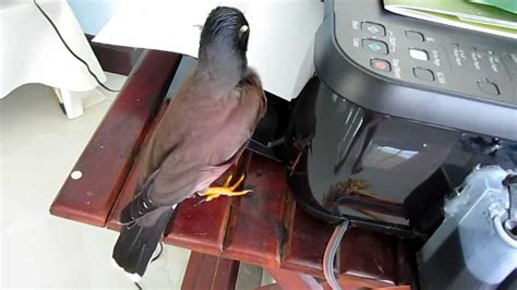 Mynah Bird With His Problem Youtube