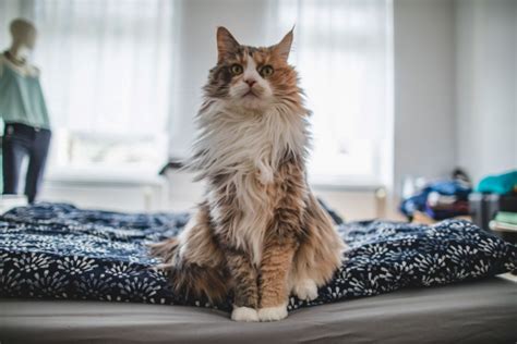 But when we see cancer in cats, it tends to be a a: Stomach Cancer In Cats: Causes, Symptoms & Treatment - All ...