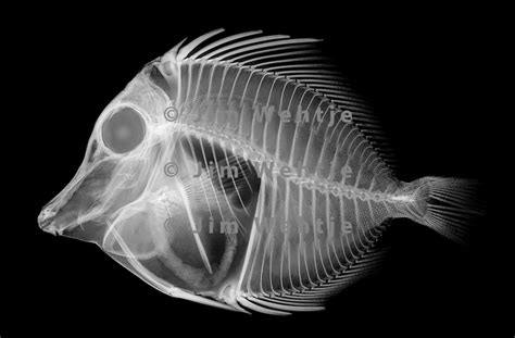X Ray Image Of A Yellow Tang Fish White On Black Jim Wehtje