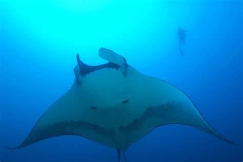 The Cultural Significance Of The Manta Ray In Hawaii Hawaii Magazine
