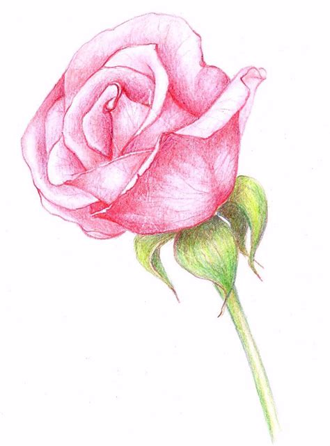 35 beautiful flower drawings and realistic color pencil drawings read full article