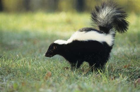 Skunks Wallpapers Wallpaper Cave