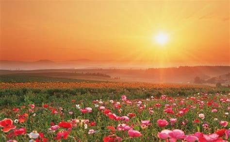 Use them in commercial designs under lifetime, perpetual & worldwide rights. flowers for flower lovers.: Flowers natural scenery photos.