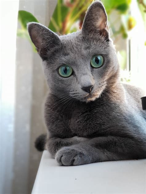 Les habitants de la ville de dzerzhinsk en russie sont restés sans voix quand ils ont aperçu des chiens de couleur bleue ! Bleu russe à vendre en ville de Minsk (Biélorussie) Prix ...