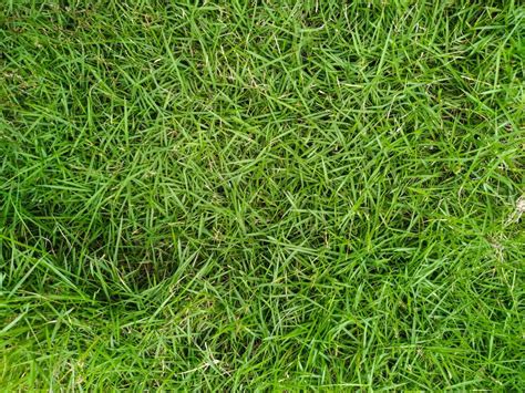 Zoysia Grass vs Bermuda Grass - A-Z Animals