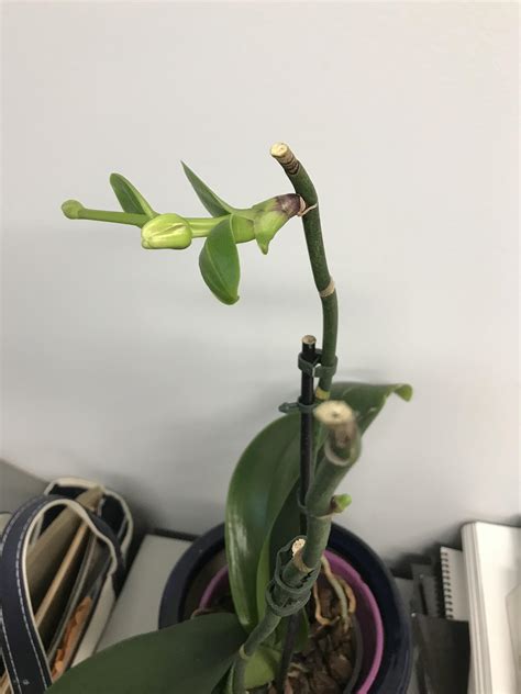Never Had A Keiki Beforeany Advice Orchids