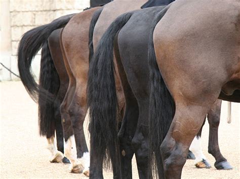 Horse Backside Stock Photos Pictures And Royalty Free Images Istock