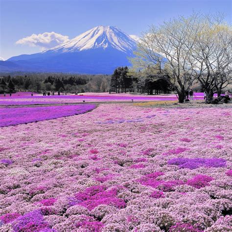 Full Of Flowers Breathtaking Places Colorful Places Mount Fuji Japan