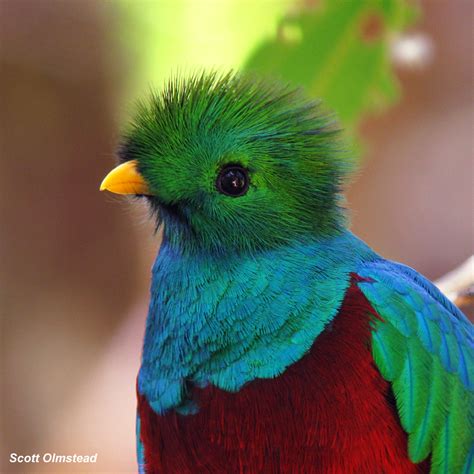 Resplendent Quetzal Pharomachrus Mocinno A Photo On Flickriver