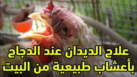 علاج الديدان عند الدجاج والطيور ببلاش أعشاب طبيعية هتعالج الديدان والامراض المعوية عن الدجاج