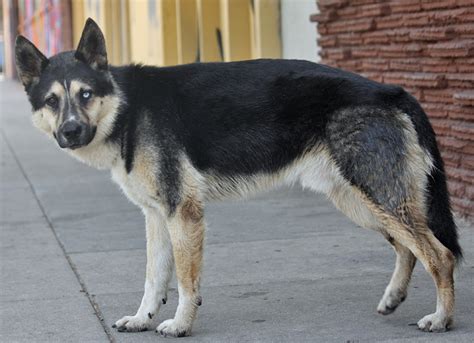 While this might be an unconventional choice of dog for many families, it's actually a much more common mixed. What do you call a Husky and German Shepherd mix?