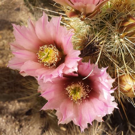 Cactus Blooms Tucson Az Tucson Az Cactus Bloom Flowers Plants Pink