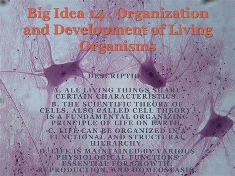 Ppt Big Idea 14 Organization And Development Of Living