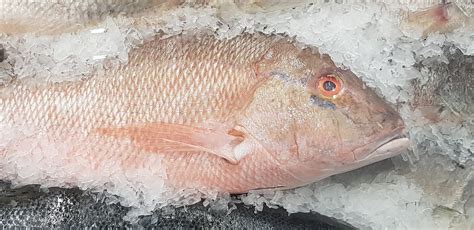 Free Images Food Frozen Cold Fishery Fresh Fish Red Snapper Red